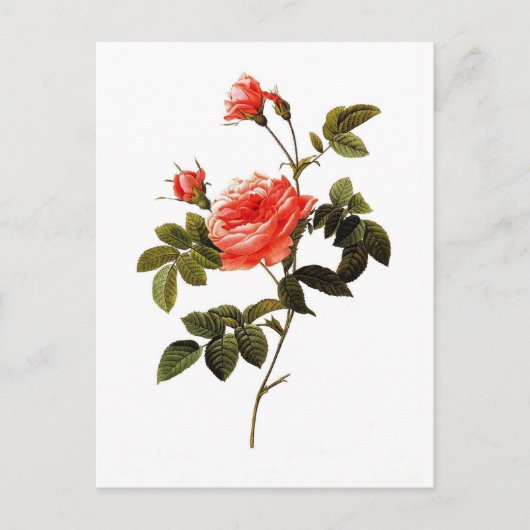 Rosa intermis briefkaart (Voorkant)