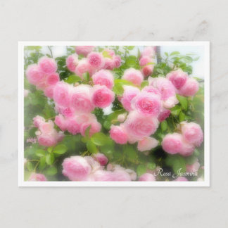 Rosa Jasmina Briefkaart