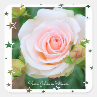 Rosa Johann Strauss [Square Seal] Vierkante Sticker