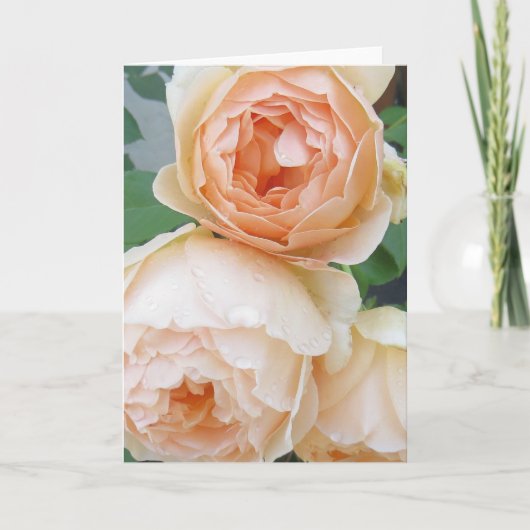 Rosa 'Jude the Obscure'-blanco kaart (Voorkant)