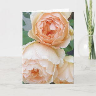 Rosa 'Jude the Obscure'-blanco kaart