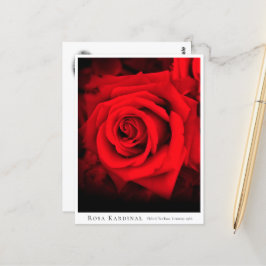 Rosa Kardinal Briefkaart
