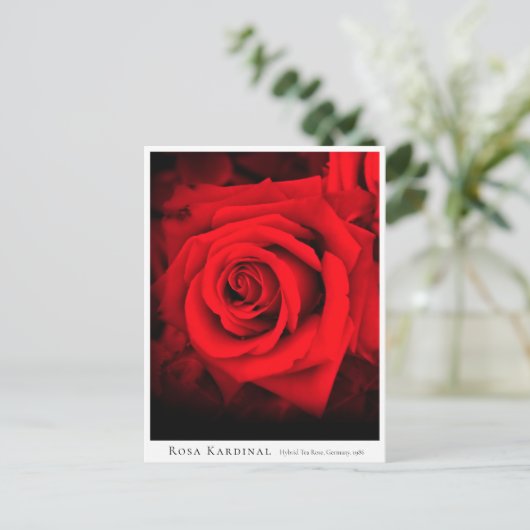 Rosa Kardinal Briefkaart (Staand voorkant)