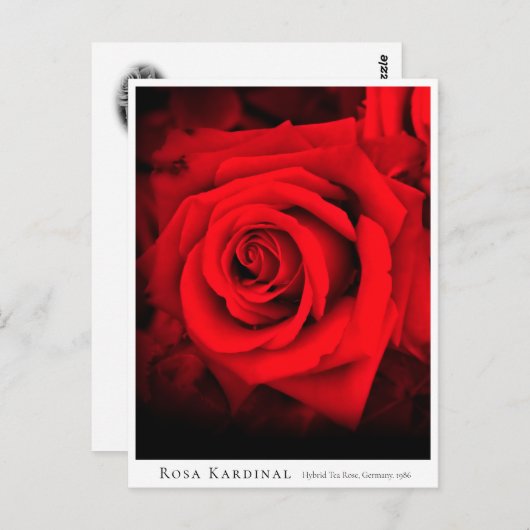 Rosa Kardinal Briefkaart (Voorkant / Achterkant)