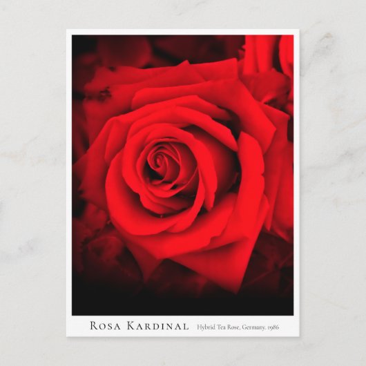 Rosa Kardinal Briefkaart (Voorkant)