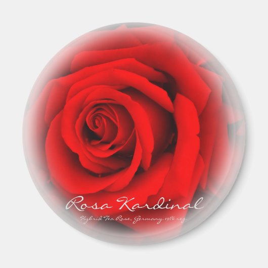 Rosa Kardinal Magneet (Voorkant)