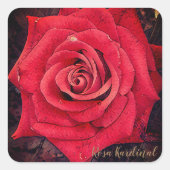 Rosa Kardinal [Square Seal] Vierkante Sticker (Voorkant)