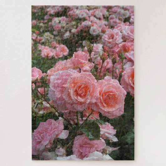 Rosa ‘Kate Sheppard’ roos Legpuzzel (Verticaal)