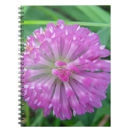 Rosa Kleeblüte Notitieboek (Voorkant)
