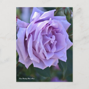 Rosa Klimaatblauwe maan [Briefkaart] ポ カ ー ド Briefkaart