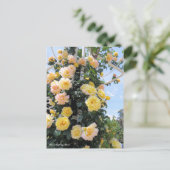 Rosa-klimaatvrede:Briefkaart Briefkaart (Staand voorkant)