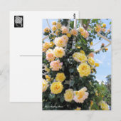 Rosa-klimaatvrede:Briefkaart Briefkaart (Voorkant / Achterkant)