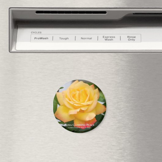 Rosa-klimaatvrede Magneet (Insitu (Vaatwasser))