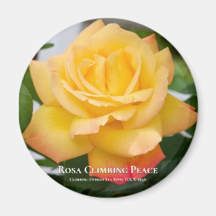 Rosa-klimaatvrede Magneet