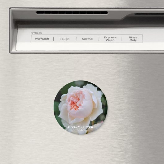 Rosa "L" hiver Magneet (Insitu (Vaatwasser))