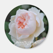 Rosa "L" hiver Magneet (Voorkant)