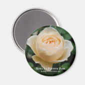 Rosa La Petitte Poir Magneet (Voorkant / Achterkant)