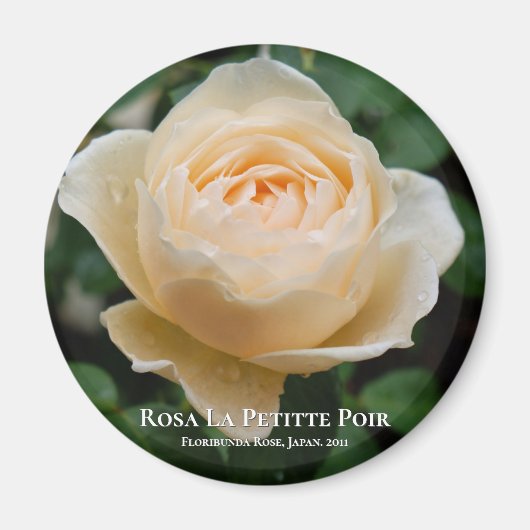 Rosa La Petitte Poir Magneet (Voorkant)