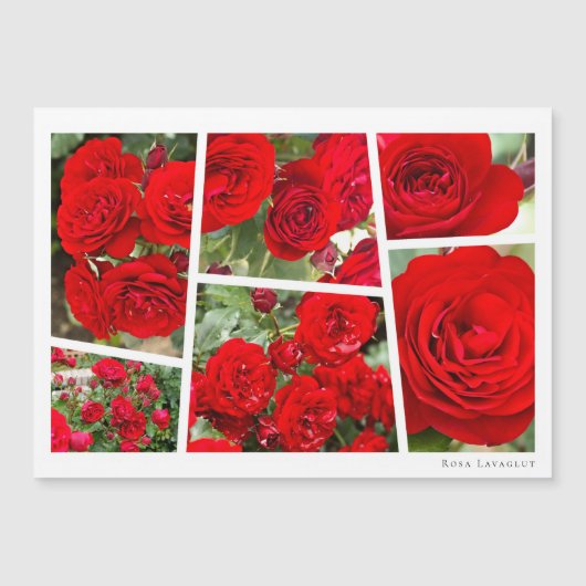 Rosa Lavaglut (Voorkant)