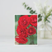 Rosa Lavaglut Briefkaart (Staand voorkant)