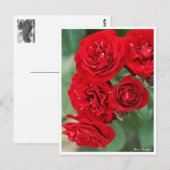 Rosa Lavaglut Briefkaart (Voorkant / Achterkant)