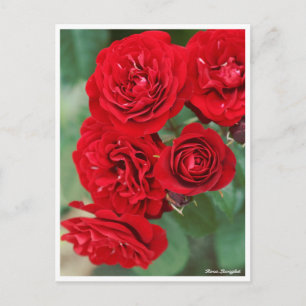 Rosa Lavaglut Briefkaart