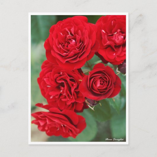 Rosa Lavaglut Briefkaart (Voorkant)