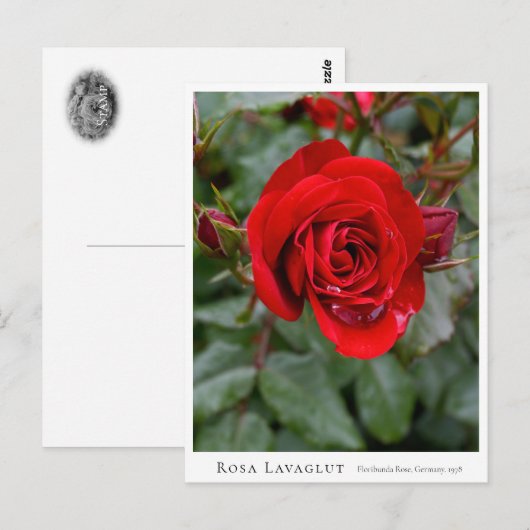 Rosa Lavaglut Briefkaart (Voorkant / Achterkant)