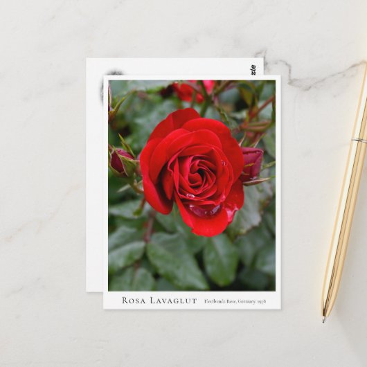 Rosa Lavaglut Briefkaart (Voorkant / Achterkant in situ)