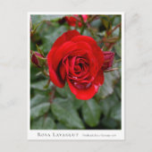 Rosa Lavaglut Briefkaart (Voorkant)