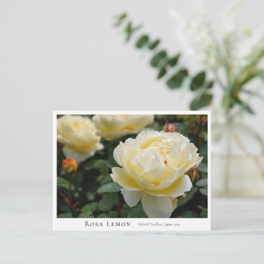 Rosa Lemon Briefkaart (Staand voorkant)