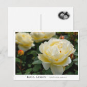 Rosa Lemon Briefkaart (Voorkant / Achterkant)