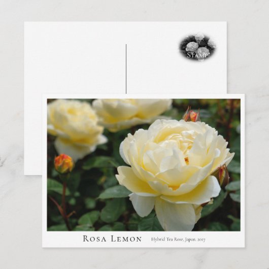 Rosa Lemon Briefkaart (Voorkant / Achterkant)