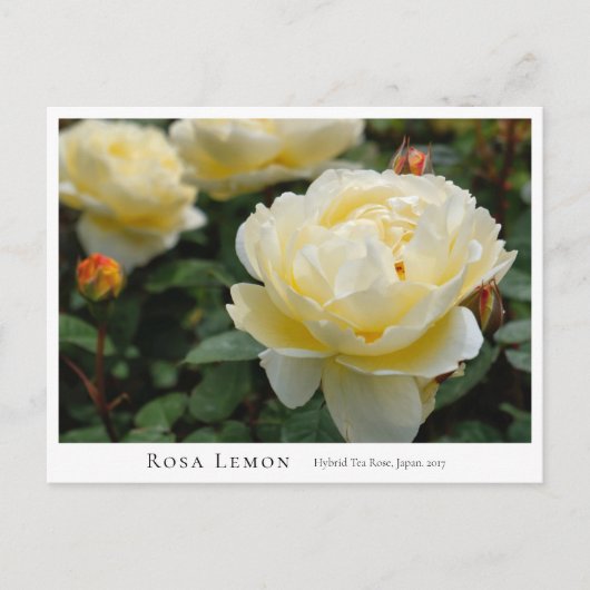 Rosa Lemon Briefkaart (Voorkant)
