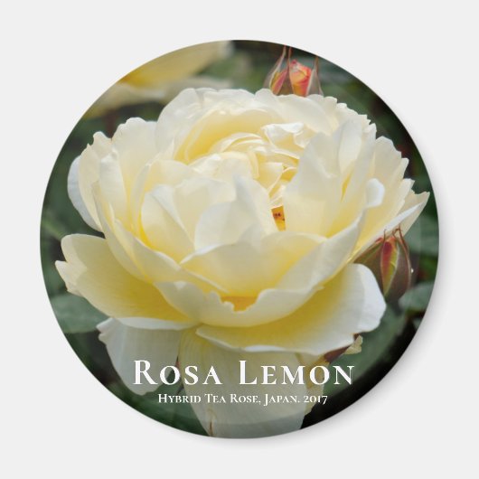Rosa Lemon Magneet (Voorkant)
