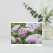 Rosa Libellula Briefkaart (Staand voorkant)