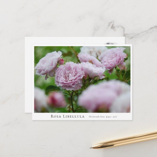 Rosa Libellula Briefkaart (Voorkant / Achterkant in situ)