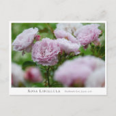 Rosa Libellula Briefkaart (Voorkant)