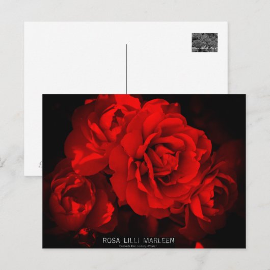 Rosa Lilli Marleen: Briefkaart (Voorkant / Achterkant)