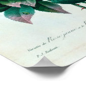 Rosa Lutea en Rosa Indica Poster (Hoek)