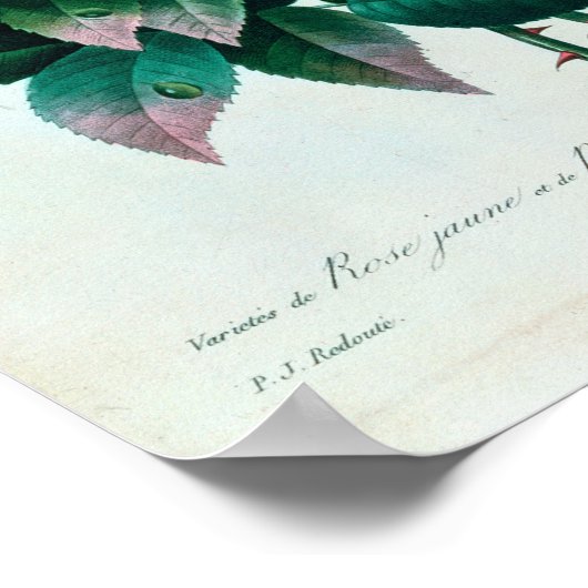 Rosa Lutea en Rosa Indica Poster (Hoek)