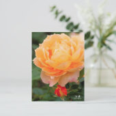 Rosa‘Manyo’（万葉）：Postcard Briefkaart (Staand voorkant)