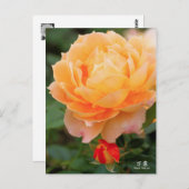 Rosa‘Manyo’（万葉）：Postcard Briefkaart (Voorkant / Achterkant)