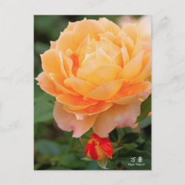 Rosa‘Manyo’（万葉）：Postcard Briefkaart