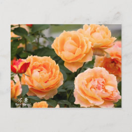 Rosa‘Manyo’（万葉）：Postcard Briefkaart