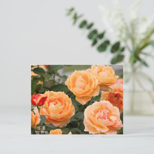 Rosa‘Manyo’（万葉）：Postcard Briefkaart (Staand voorkant)