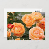 Rosa‘Manyo’（万葉）：Postcard Briefkaart (Voorkant / Achterkant)