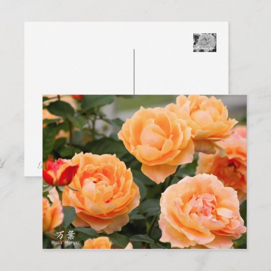 Rosa‘Manyo’（万葉）：Postcard Briefkaart (Voorkant / Achterkant)