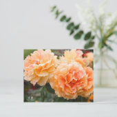 Rosa‘Manyo’（万葉）：Postcard Briefkaart (Staand voorkant)