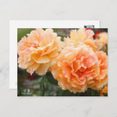 Rosa‘Manyo’（万葉）：Postcard Briefkaart (Voorkant / Achterkant)
